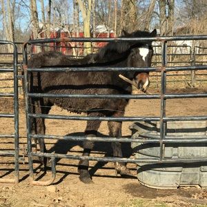 Meet your Posher, Colene